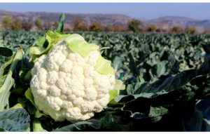 KARNABAHAR PARA ETMİYOR